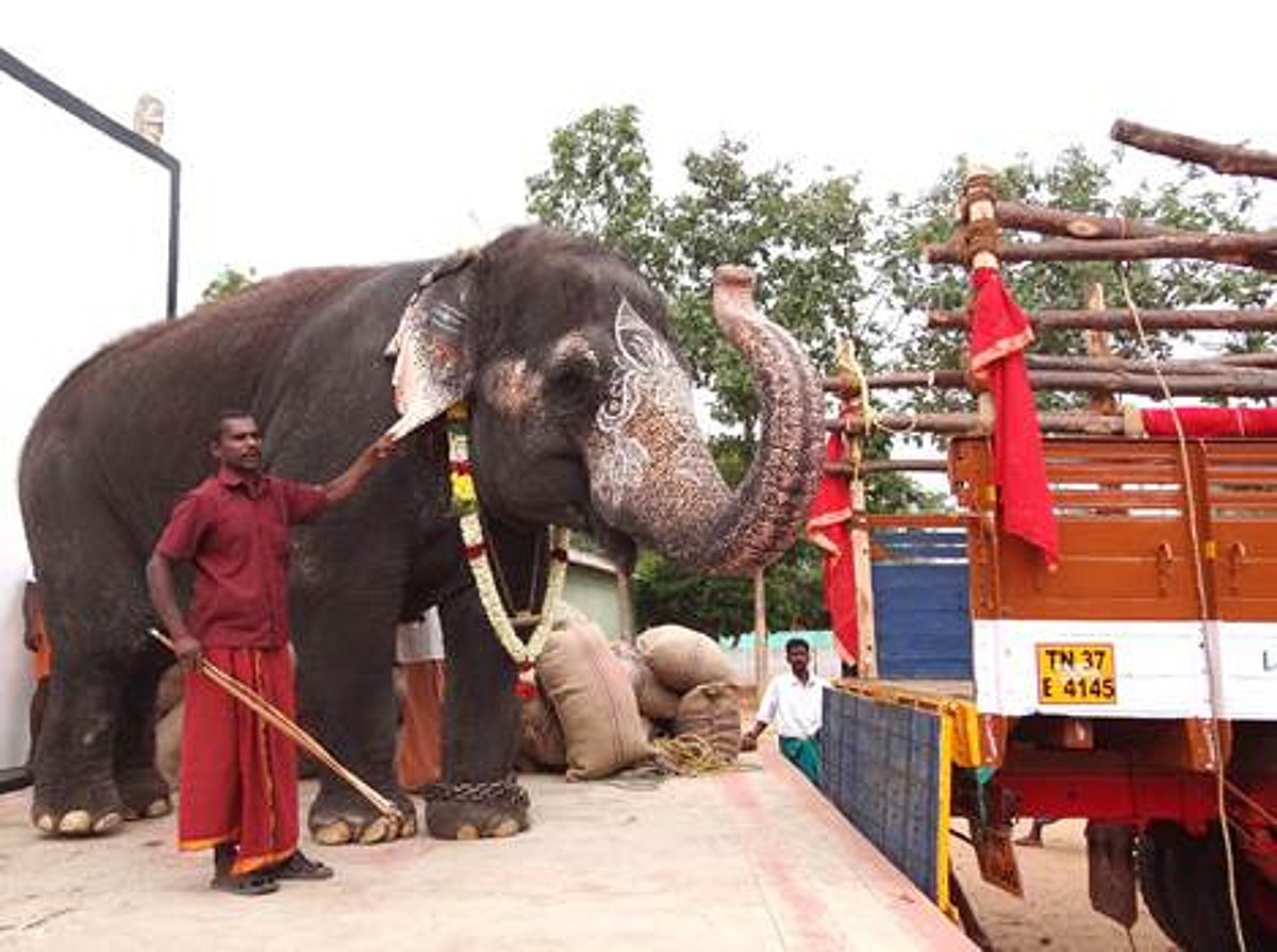 யானைகள் சிறப்பு நல்வாழ்வு முகாமுக்கு கிளம்பிய பழனிக்கோயில் யானை கஸ்தூரி